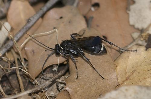 Cryptocheilus hispanicus